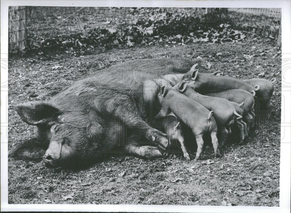 1950 Tamworth Hog Pfafftown Piglets - Historic Images