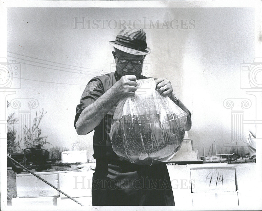 1972 Press Photo Planting Baby Walleye Fish Saginaw Bay - Historic Images