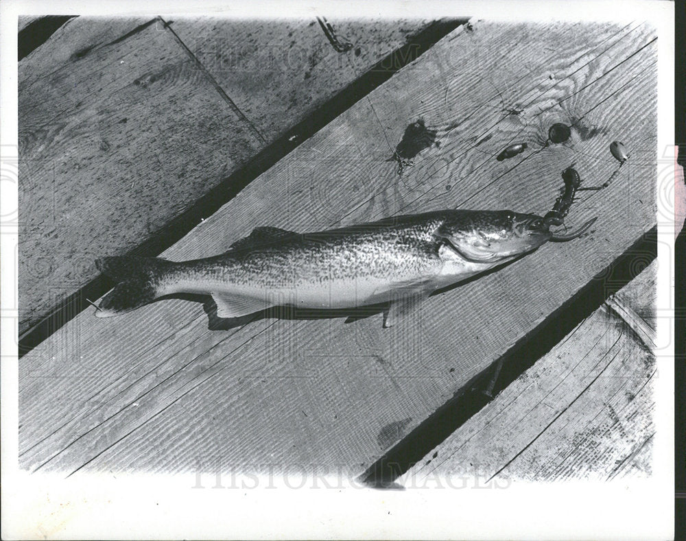 1979 Press Photo Cheboygan Caught Walleye Lying On Dock - Historic Images