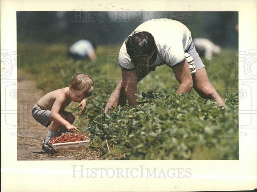 1985 Press Photo Father Son Pick Strawberries - Historic Images