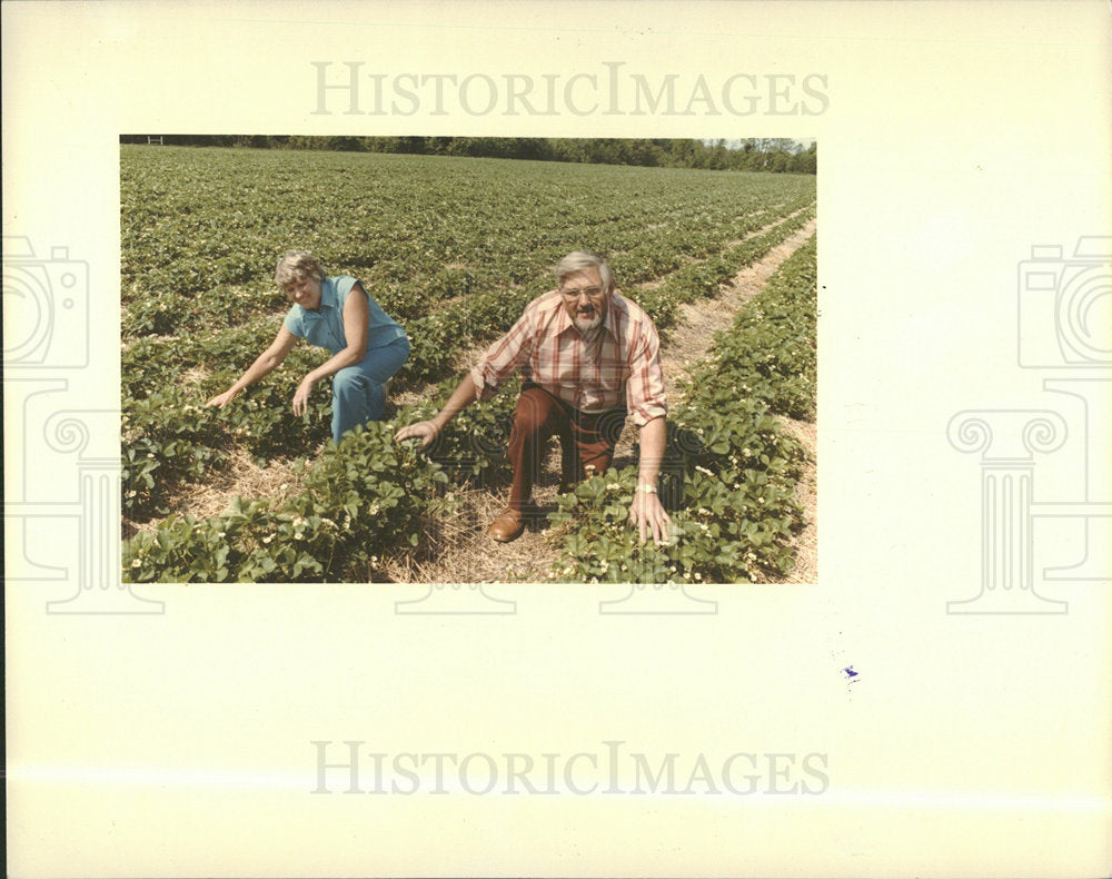1983 Press Photo Delores Russell Park Rows Strawberries - Historic Images