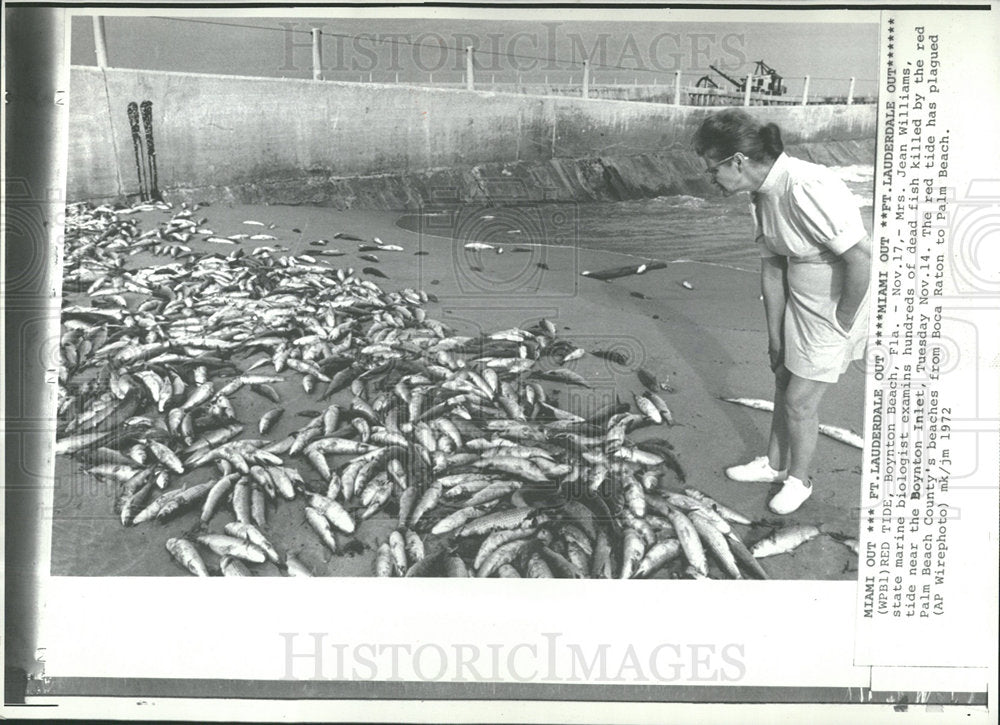 1972 Press Photo Red Tide Fish Kill Boynton Beach FL - Historic Images
