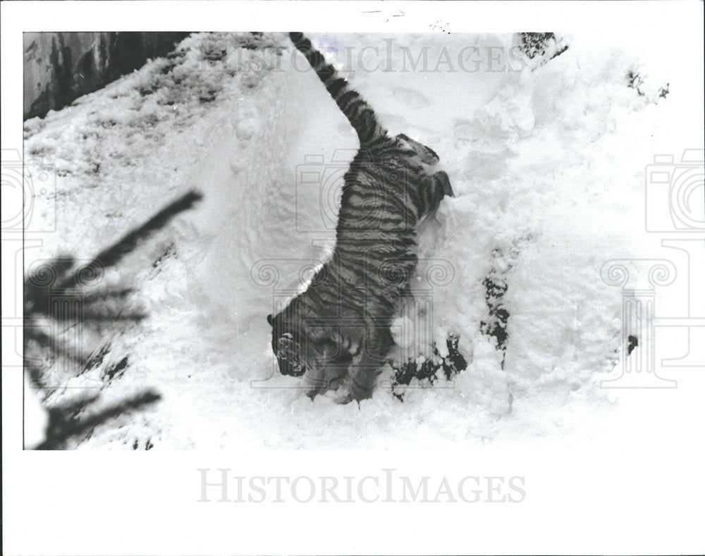 1987 Press Photo Siberian Tiger At Detroit Zoo - Historic Images