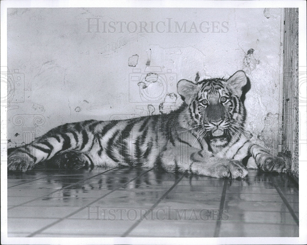 1967 Press Photo Nick, Siberian Tiger Detroit Zoo - Historic Images