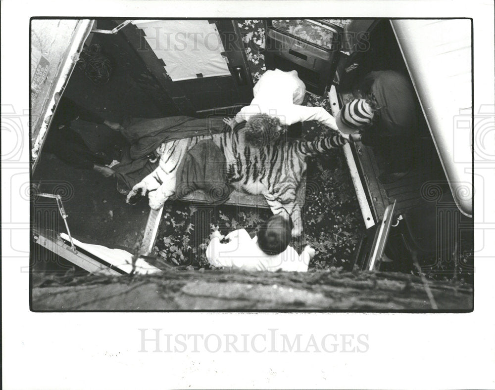 1982 Press Photo Tiger Put Sleep Detroit Zoo - Historic Images