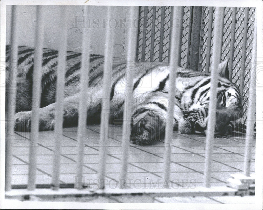 1969 Press Photo Tiger Sleeping Detroit Zoo  - Historic Images