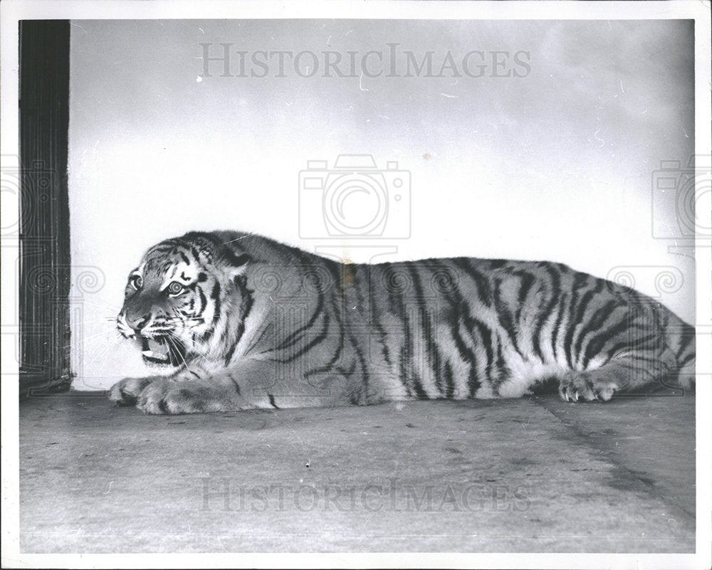 1962 Press Photo New Tigers At The Detroit Zoo - Historic Images