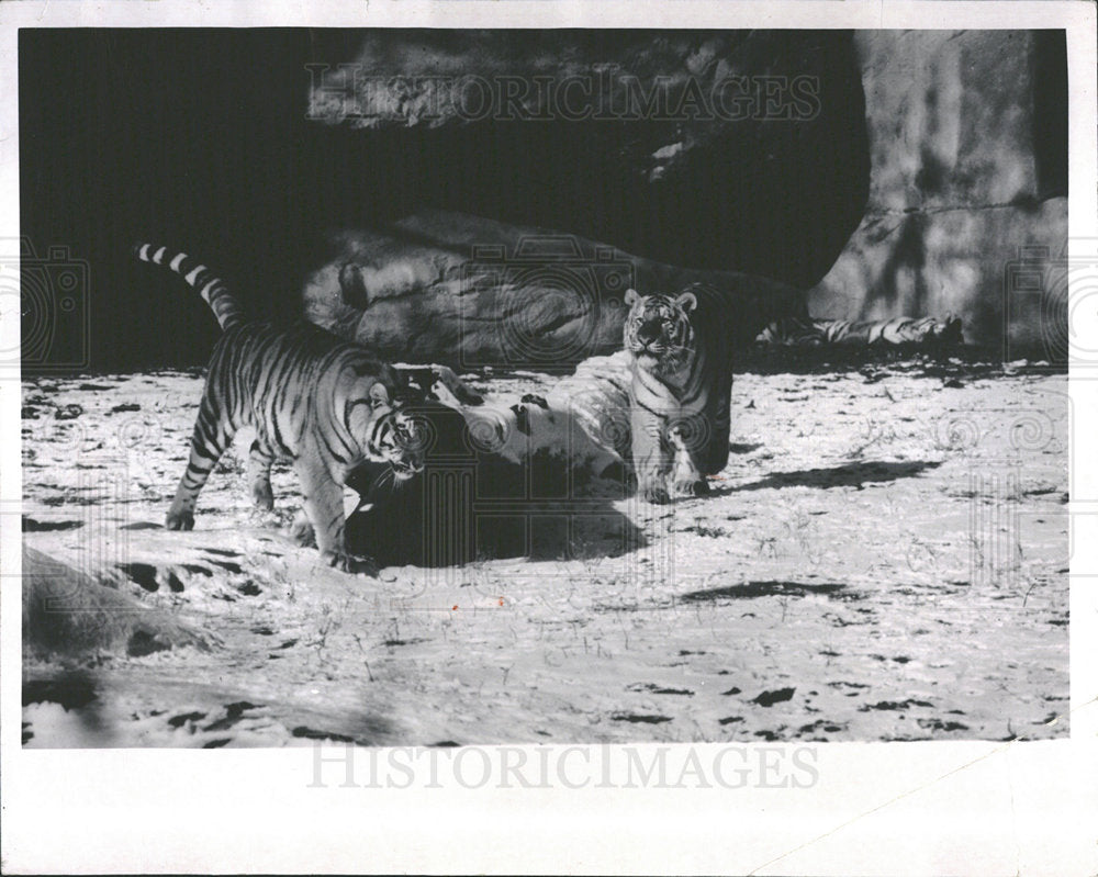 1970 Press Photo Tigers at the Detroit Zoo - Historic Images