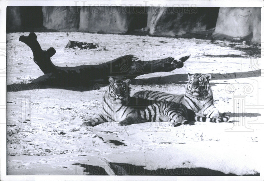 1969 Press Photo Tigers In The Snow At Detroit Zoo - Historic Images