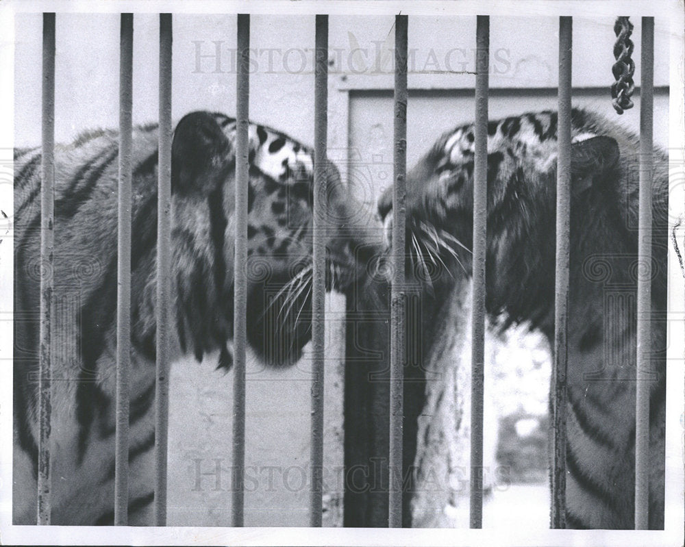1969` Press Photo Laurie Nick Tigers Detroit Zoo - Historic Images