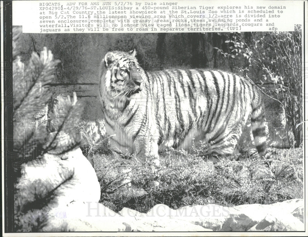 1976 Press Photo Sibay Siberian Tiger St. Louis Zoo - Historic Images