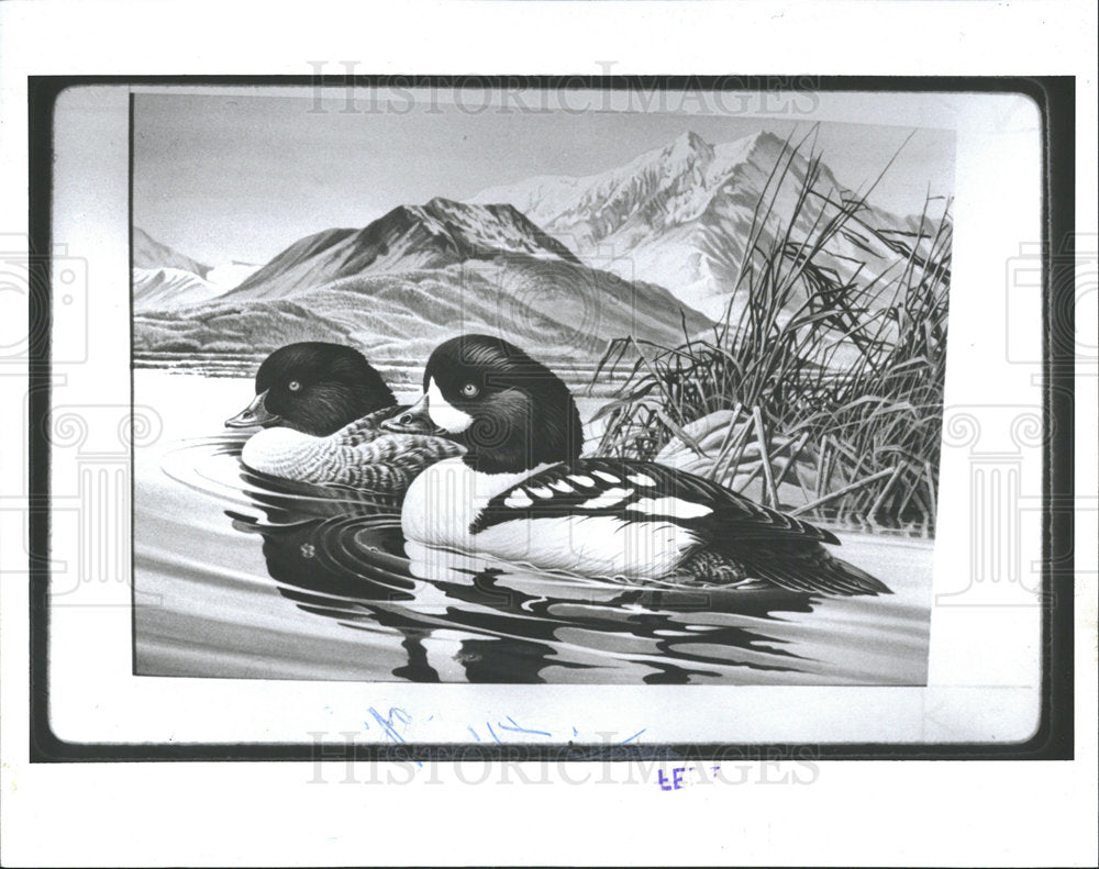 1989 Press Photo Richard Timm Artist Duck Painting - Historic Images