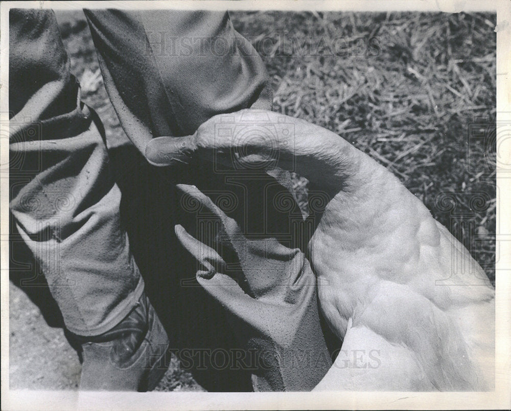 1968 Press Photo Herrmann Ranch Donald the duck - Historic Images