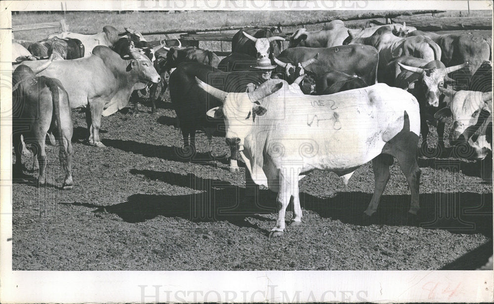 1952 Press Photo Brahama Bulls Rodeo - RRY22687 - Historic Images