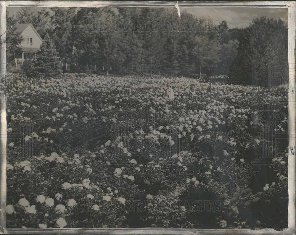 1936 Press Photo Peonies Rose West Denver Leidhardt   - Historic Images