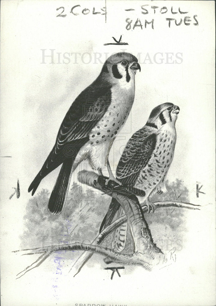 1962 Press Photo The Eurasian Sparrowhawk Small Bird - Historic Images