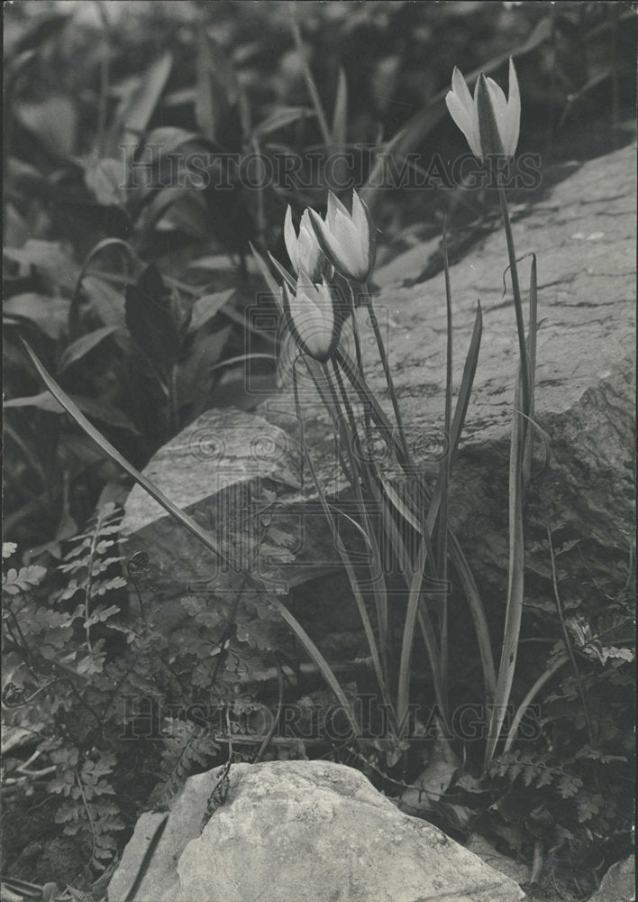 1966 Press Photo Tulip bulbous plant showy flowers  - Historic Images