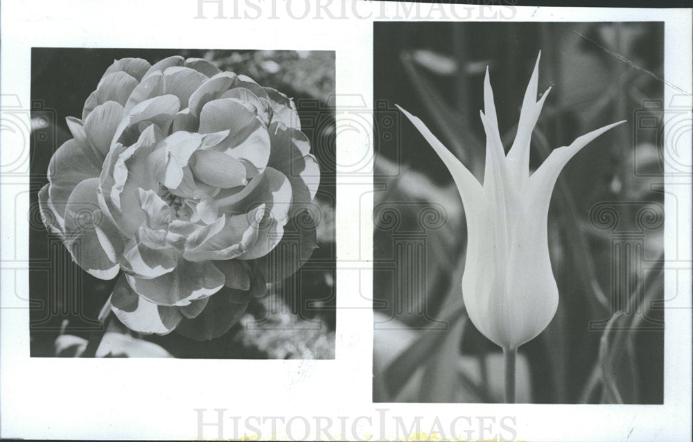 1979 Press Photo Tulip Perennial Plant Flower  - Historic Images