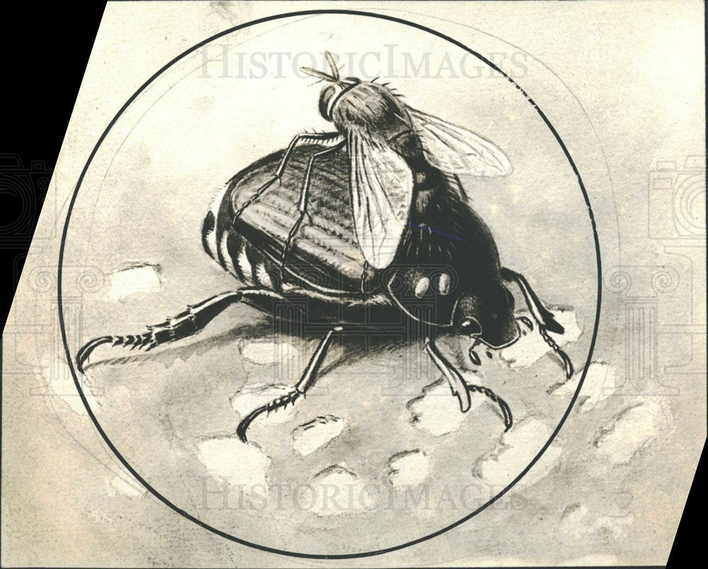 1938 Press Photo Cinerama adult Japans Beetle eggs fly - Historic Images