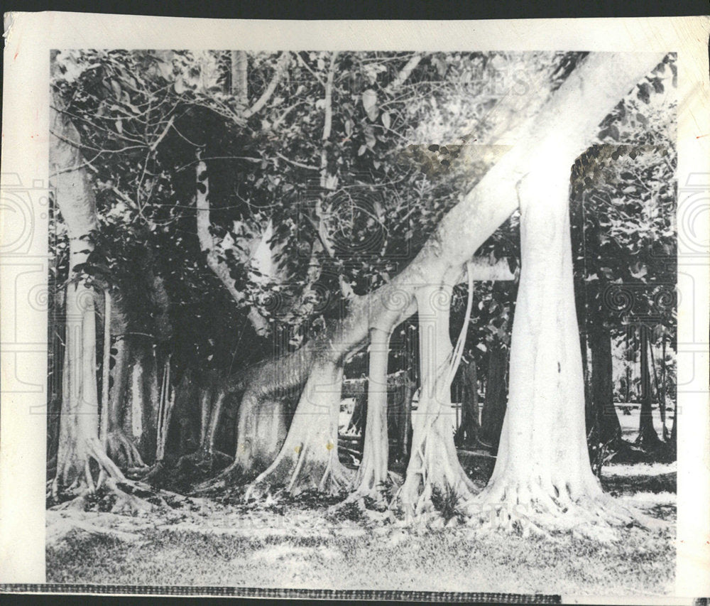 1967 Press Photo BANYAN TREE FLORIDA FOUR PILLAR ROOTS - Historic Images