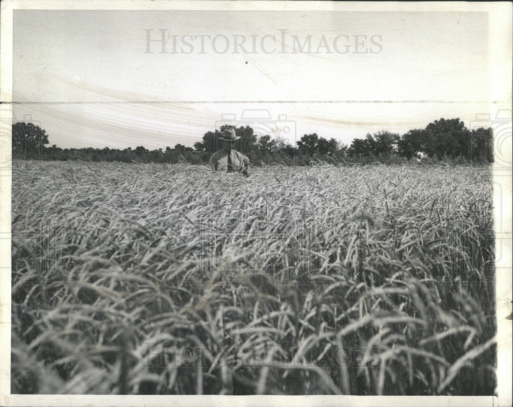 1938 Press Photo Wheat fields Kansas federal program  - Historic Images