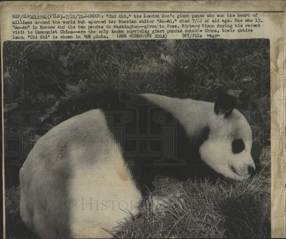 1972 Press Photo giant panda London Zoo Russian Richard - Historic Images