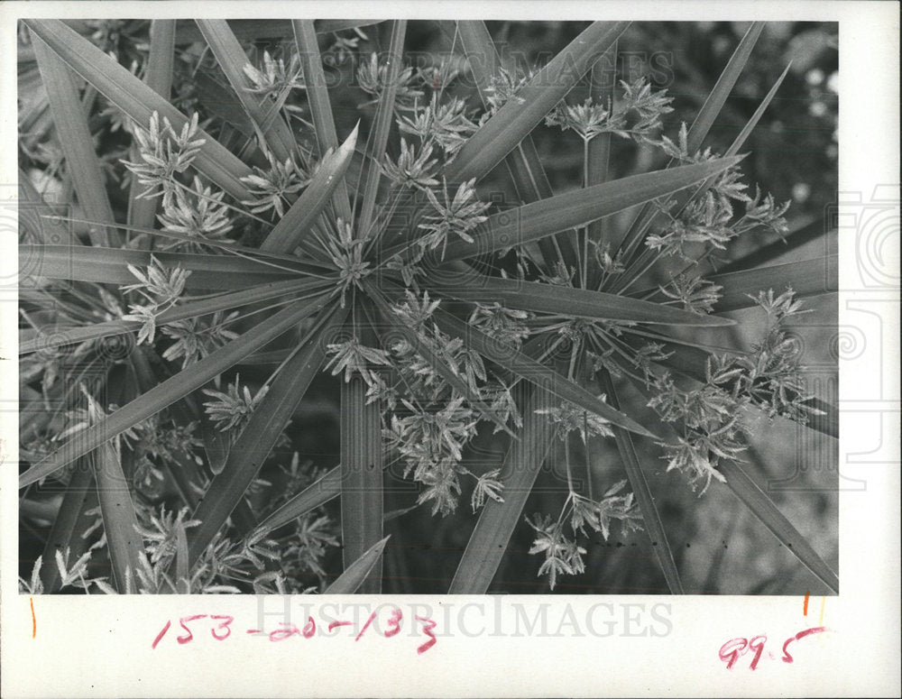 1973 Press Photo Papyrus Plants - Historic Images