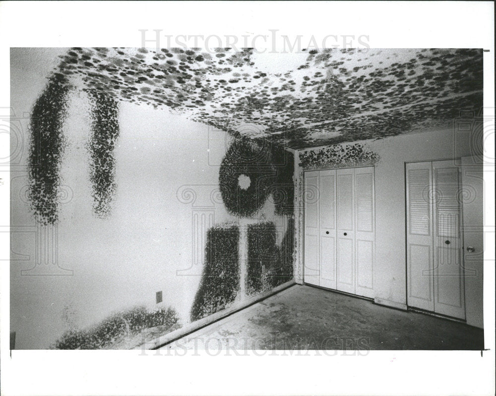 1991 Press Photo mold covers wall room - Historic Images