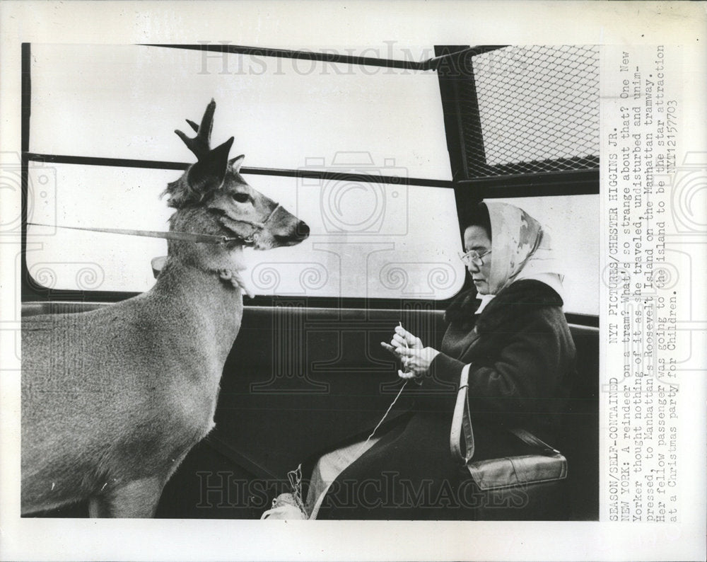 1977 Press Photo reindeer New York tram no attention - Historic Images
