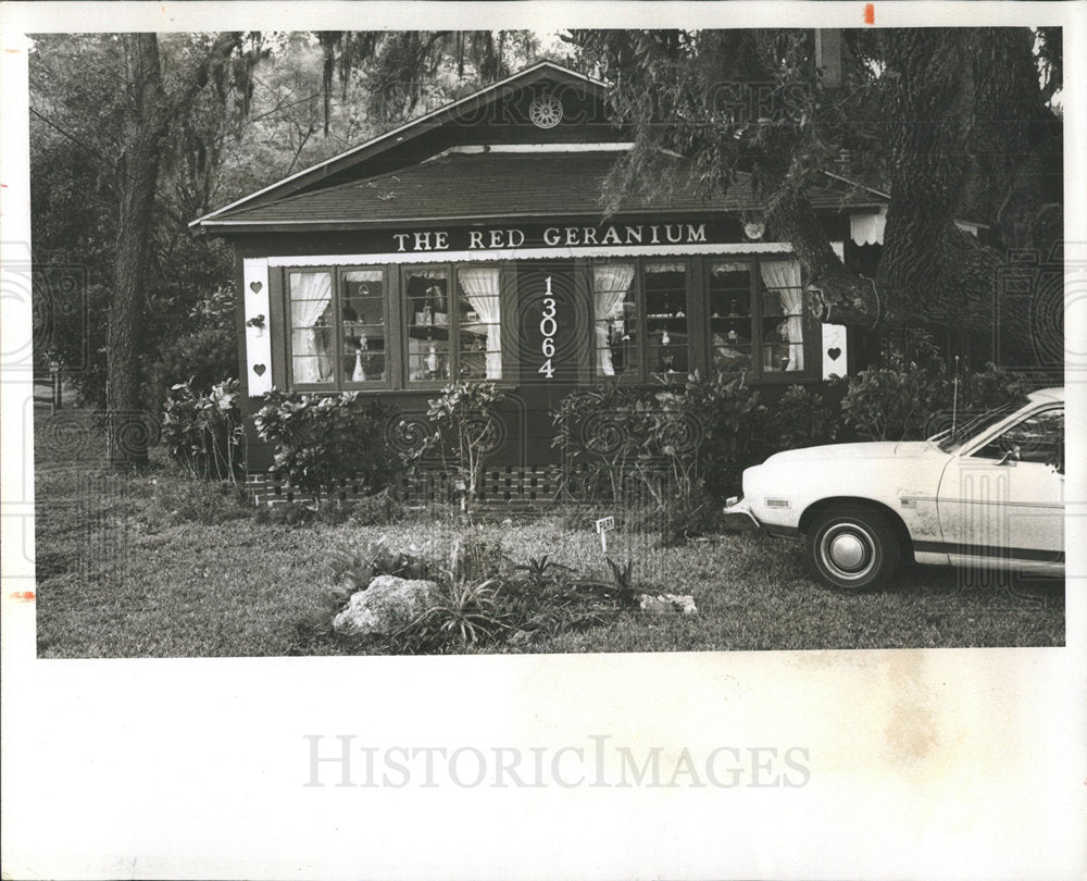 1976 Press Photo The Red Geranium Ann Porterfield - Historic Images