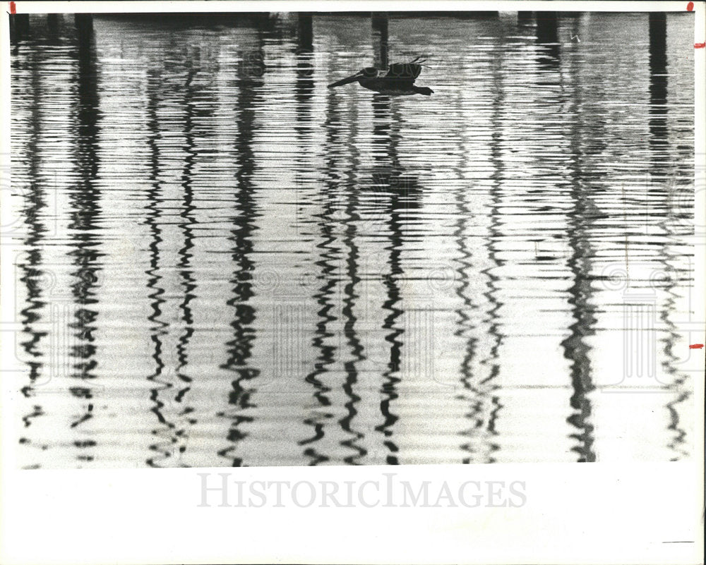 1980 Press Photo Pelican Clearwater Marina - Historic Images