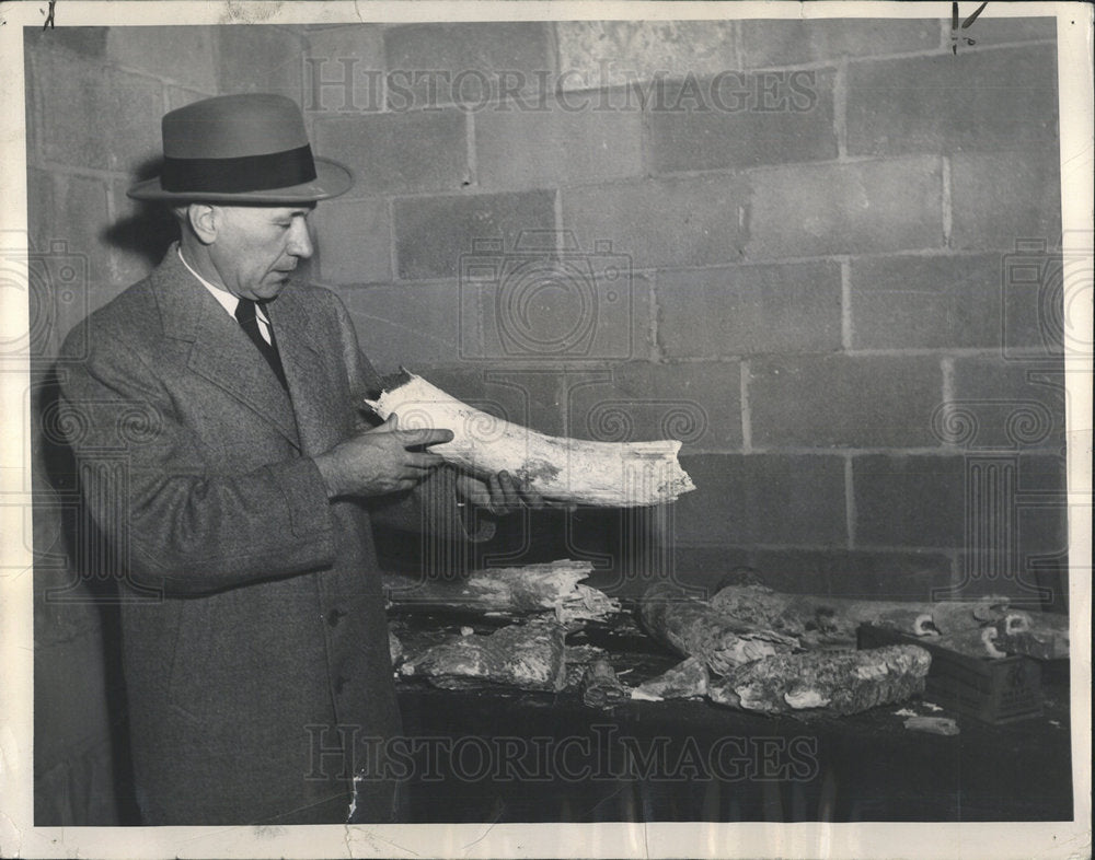 1949 Press Photo Dr. William R. Ross Examines Tusk - RRY35137 - Historic Images