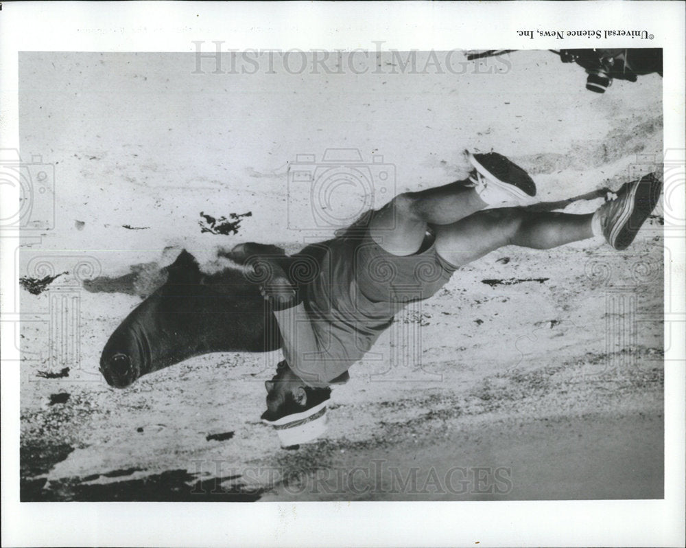 1971 Press Photo Galápagos Islands Crabs Sea Lions - Historic Images