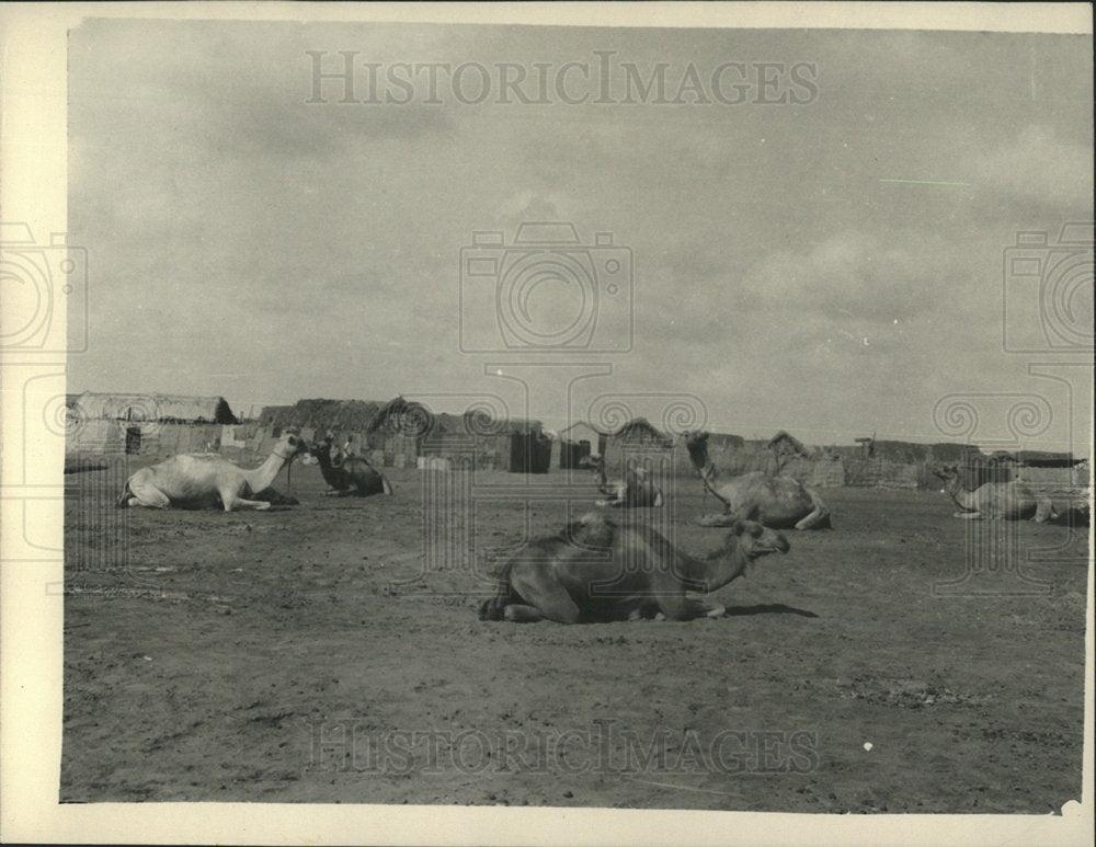Press Photo Jubiute Somaliland Camels Laying Down - Historic Images