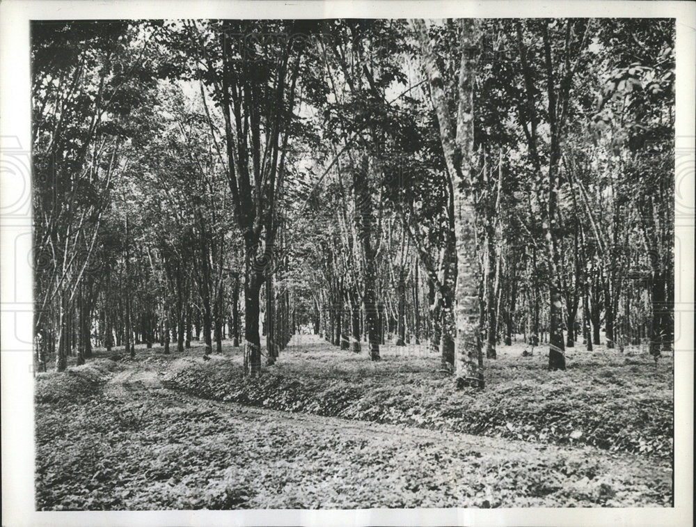 1942 Press Photo Rubber Tree Plantation Indonesia - Historic Images