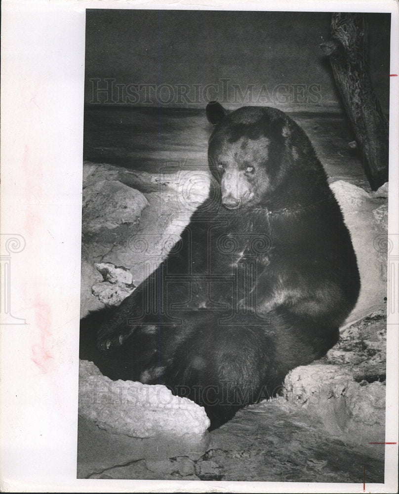 1967 Press Photo St Pele Park Bear Sitting Down - Historic Images