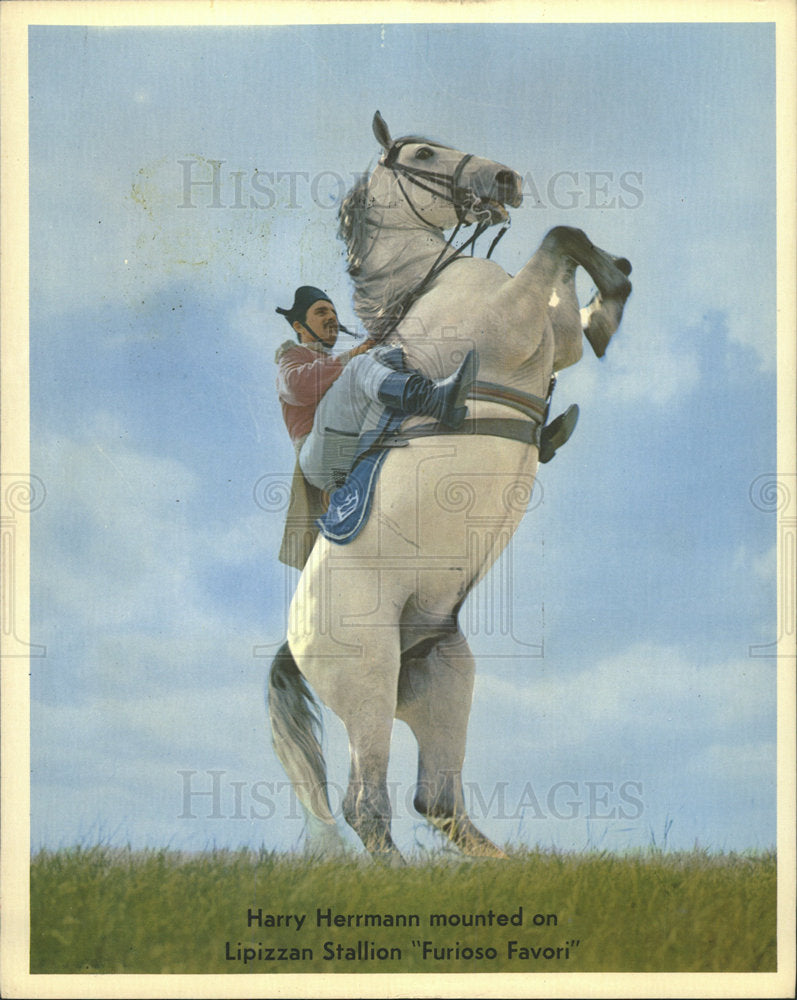 1972 Press Photo Harry Herrmann Lipizzan Stallion Horse - Historic Images