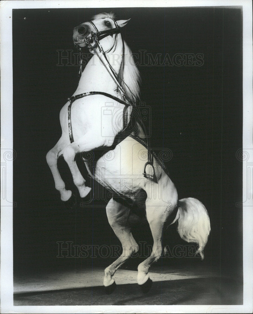 1975 Press Photo Royal Lipizzan Stallion Show - Historic Images