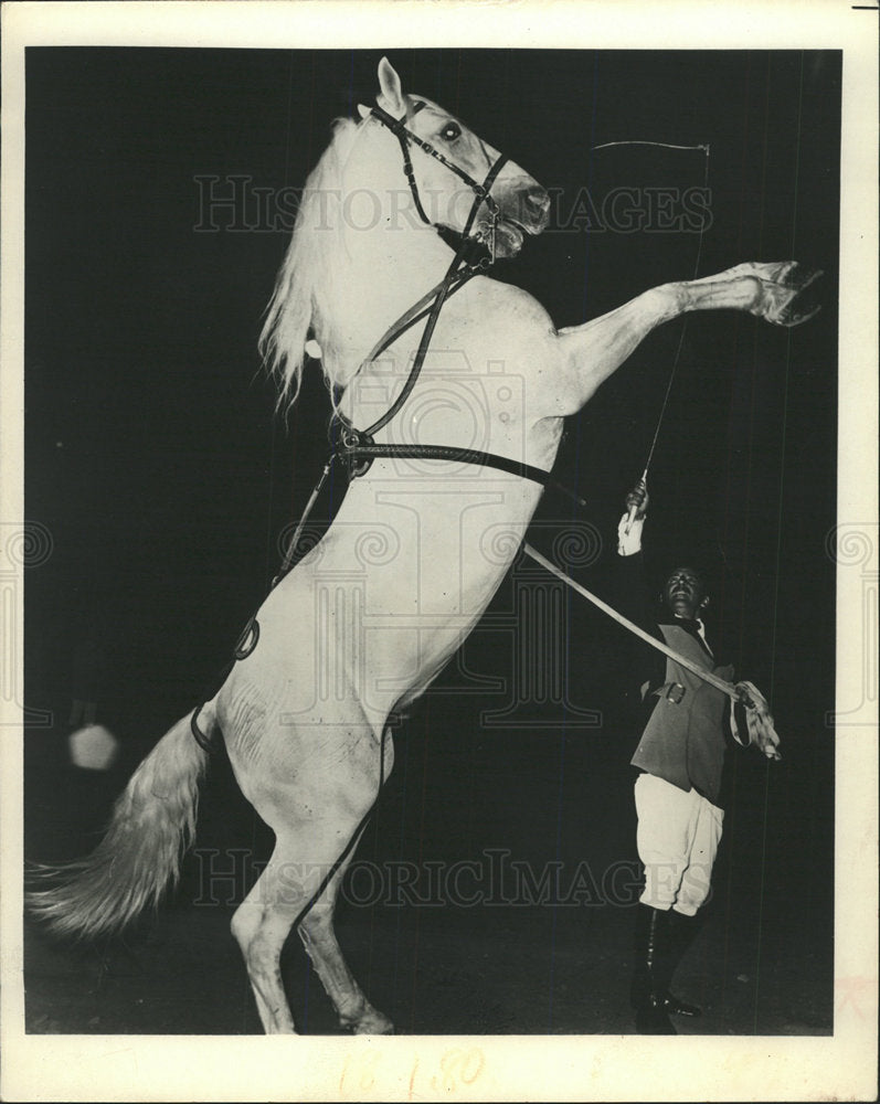 Press Photo Horse LipizzanSpanish Riding School Austria - Historic Images