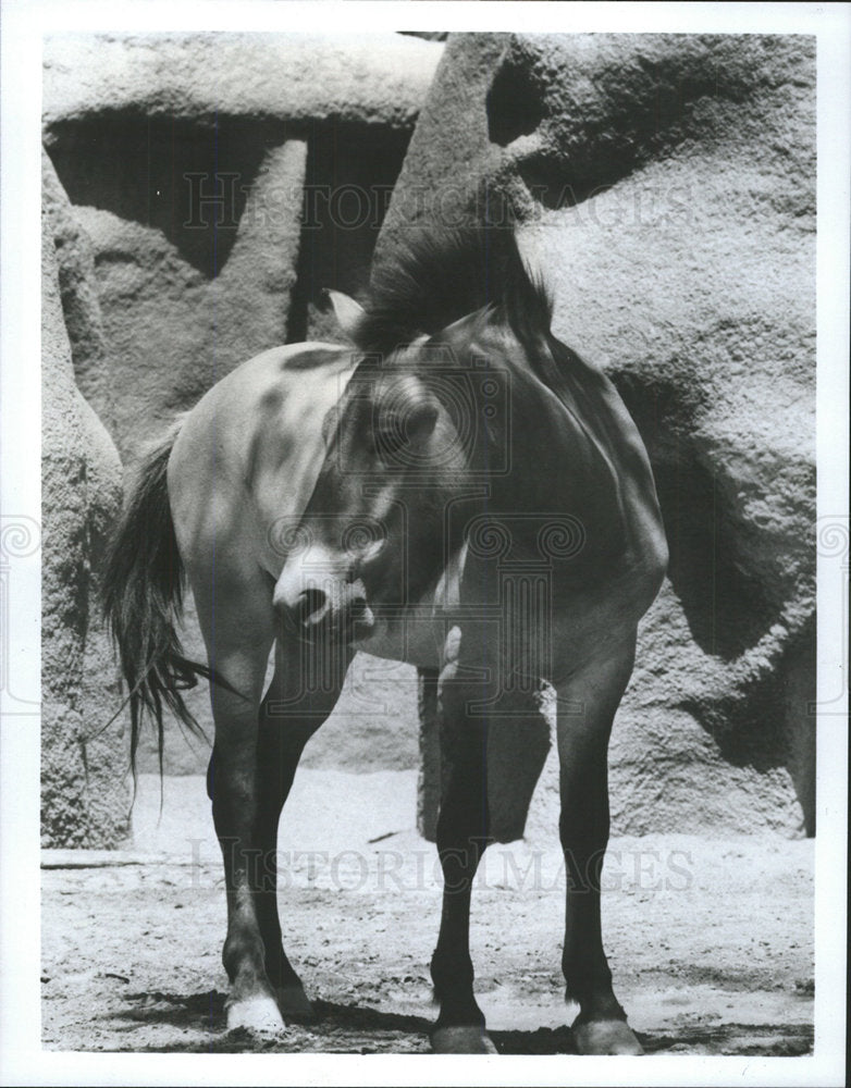 1983 Press Photo Przewalski Horse Program Ripley Jack  - Historic Images