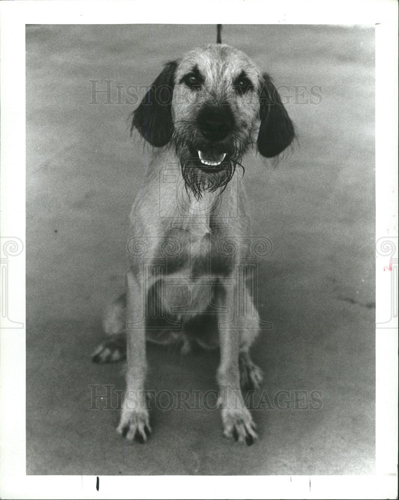 1983 Press Photo Disney First glance Corky Houses fence - Historic Images