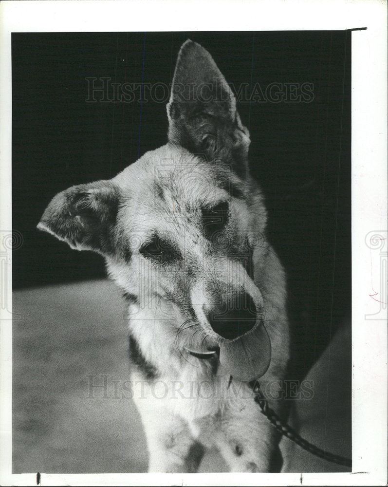 1983 Press Photo Lassle Still Come Home Female Dog - Historic Images