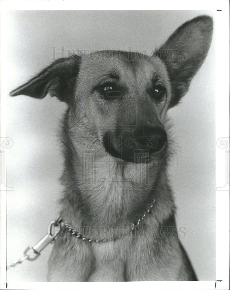 1989 Press PhotoFemale German shepherd Pet Week Missy - Historic Images