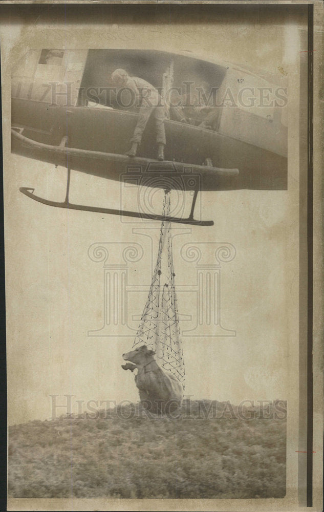 1966 Press Photo Army Helicopter Lifting Cow using Net. - Historic Images