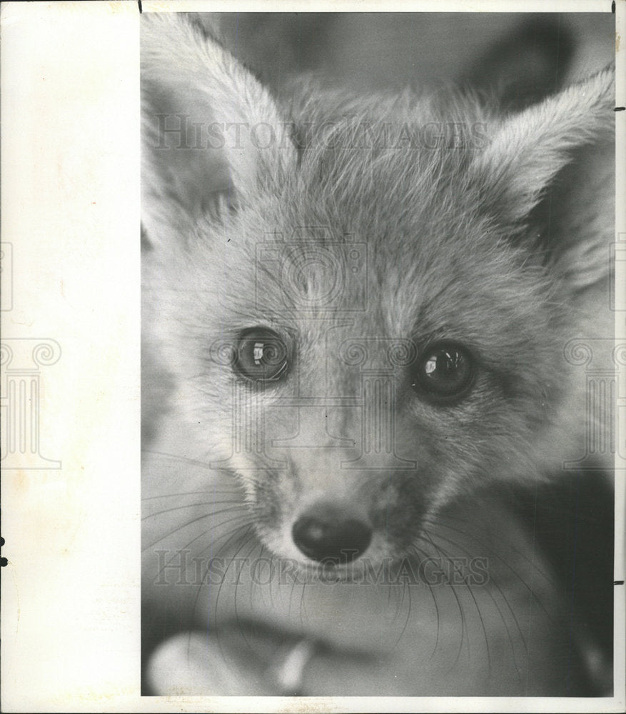 1970 Press Photo A Young Fox - Historic Images
