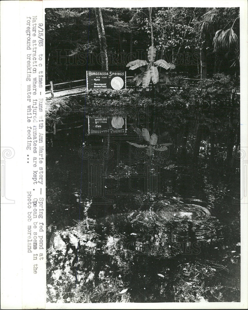 1983 Press Photo Spring Fed Pond With Manatee - Historic Images