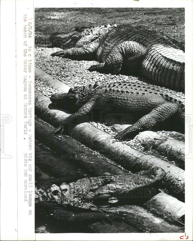 1984 Press Photo Homosassa Springs Alligator Attacks - Historic Images