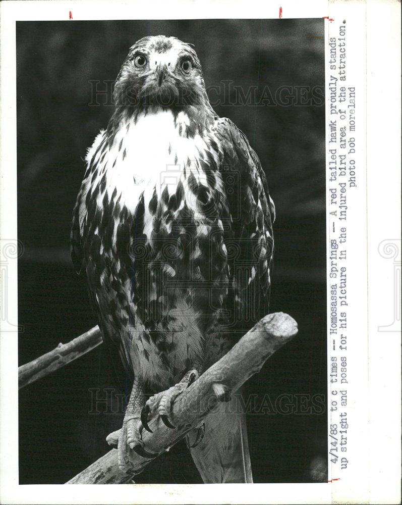 1983 Press Photo Homosassa spring tailed hawk Bird  - Historic Images