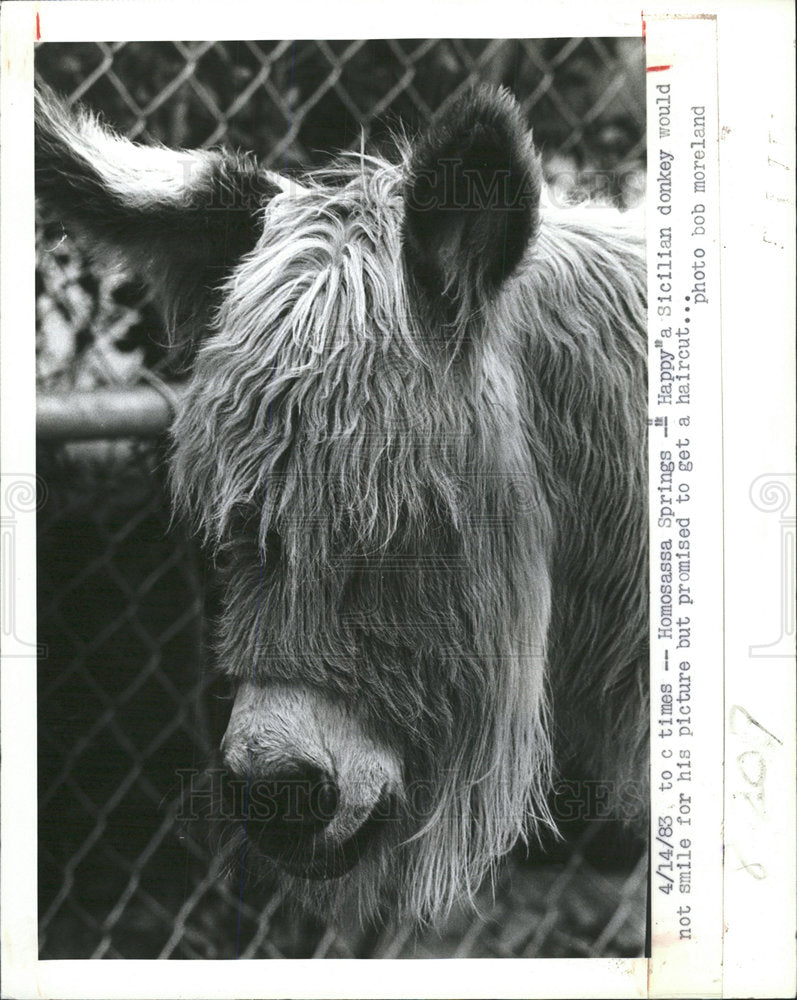 1983 Press Photo sicilian donkey smile picture haircut - Historic Images