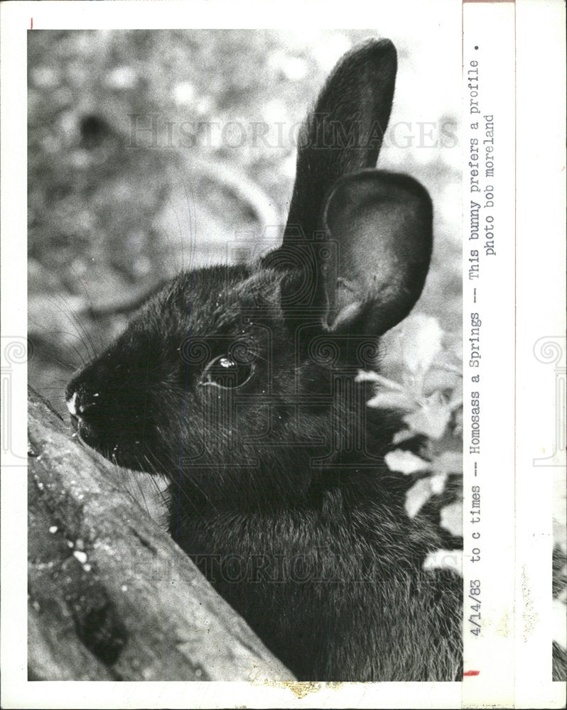 1983 Press Photo Homosassa Springs Bunny Profile - Historic Images